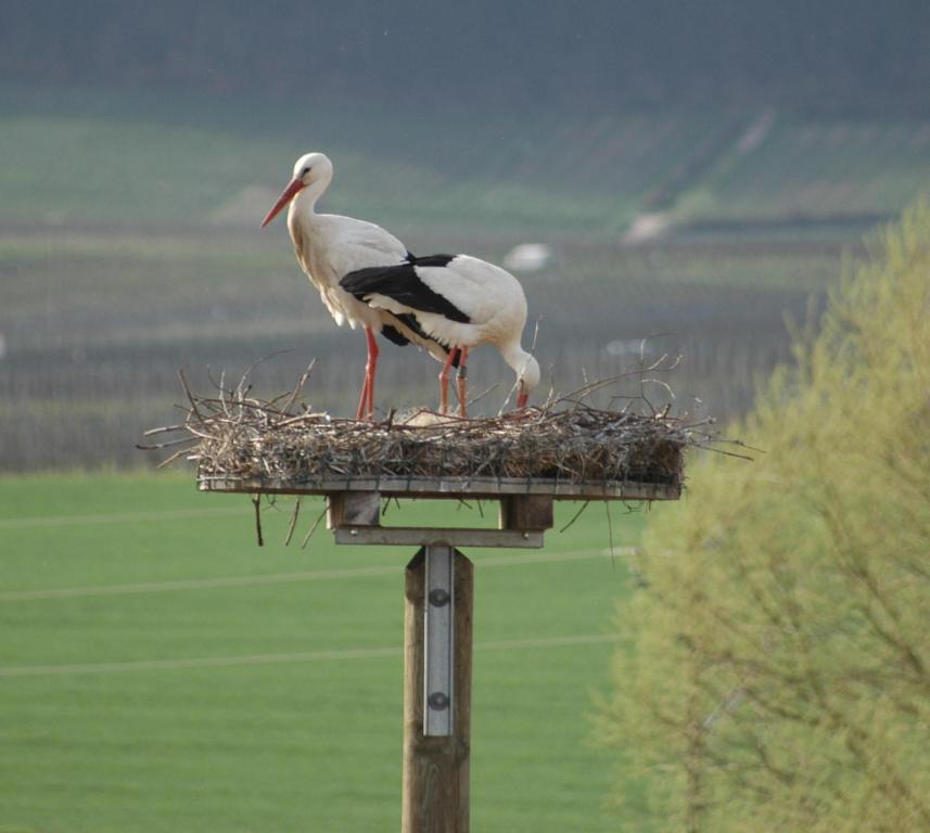 Kleines Landhaus Wendel Hotel Kapellen-Drusweiler Bagian luar foto